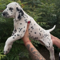 Devil of Luck, black spotted Dalmatiner Welpen kaufen