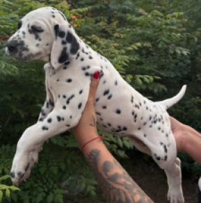 Perros Dálmata en venta