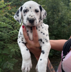 Perros Dálmata en venta