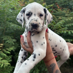 Perros Dálmata en venta
