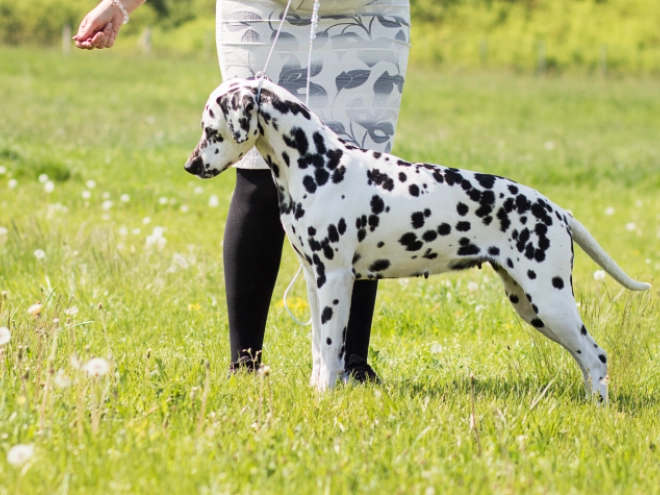 Dalmatian puppy for sale