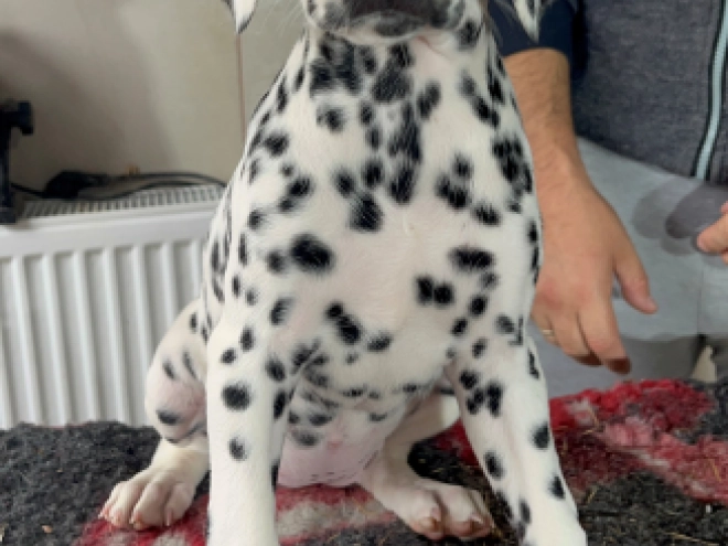 Dalmatian puppy for sale