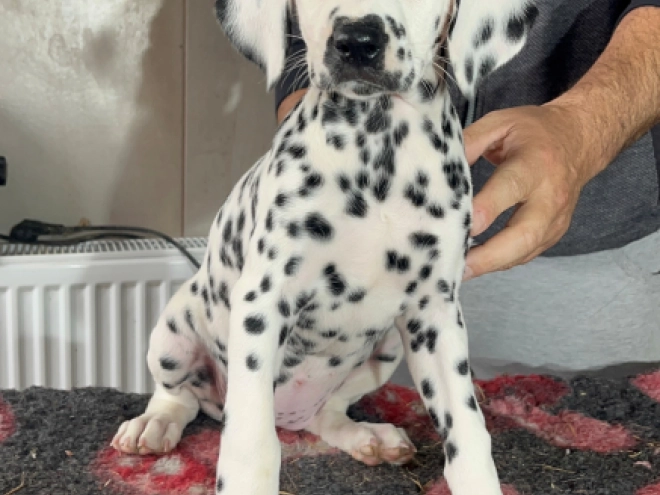Dalmatian puppy for sale