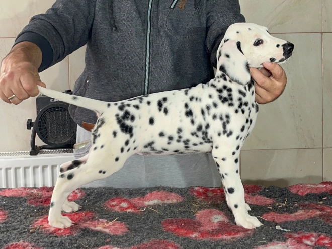 Dalmatian puppy for sale