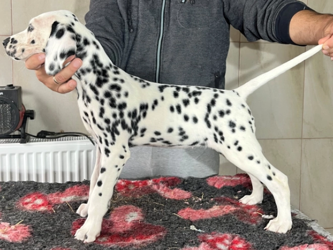 Dalmatian puppy for sale