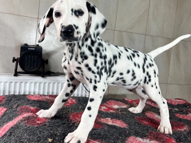 Dalmatian puppy for sale
