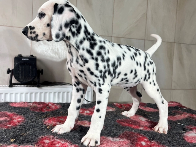 Dalmatian puppy for sale