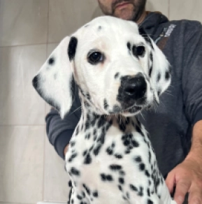Dalmatian puppy for sale