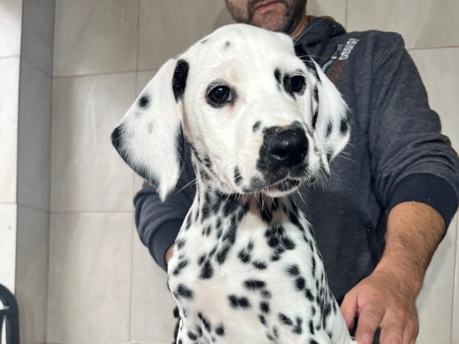 Dalmatian puppy for sale