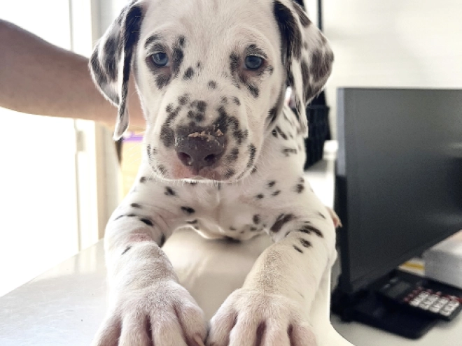 Dalmatian puppy for sale