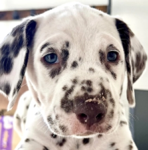 Dalmatian puppy for sale