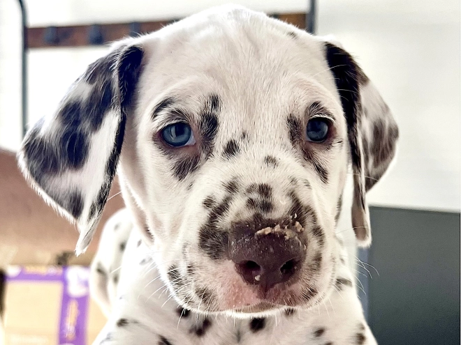 Dalmatian puppy for sale