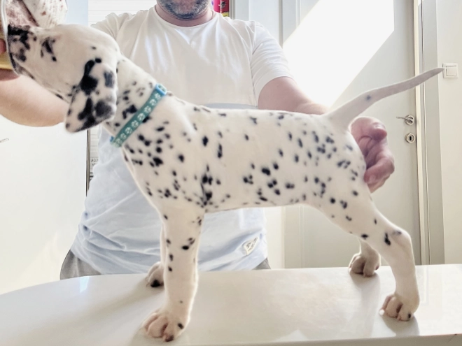 Dalmatian puppy for sale
