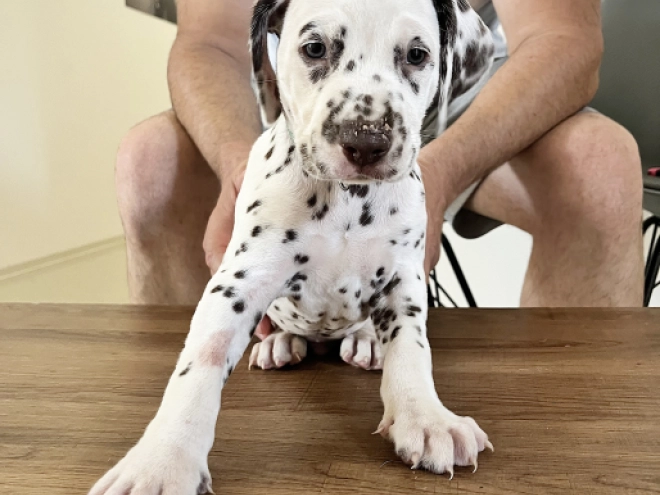 Dalmatian puppy for sale