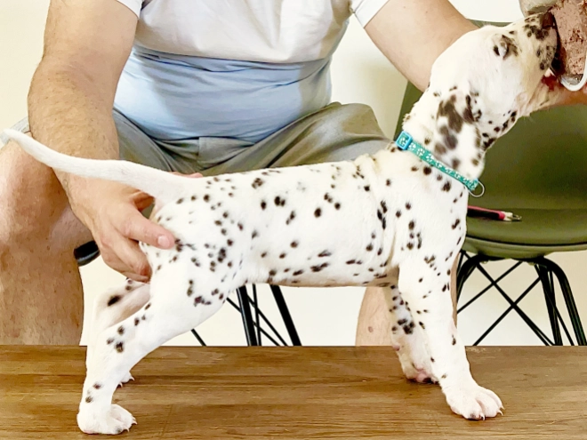 Dalmatian puppy for sale