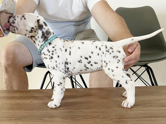 Dalmatian puppy for sale