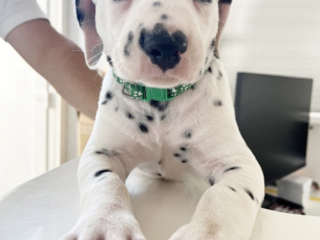 Dalmatian puppy for sale