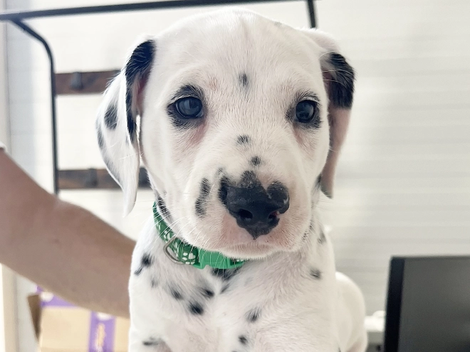 Dalmatian puppy for sale