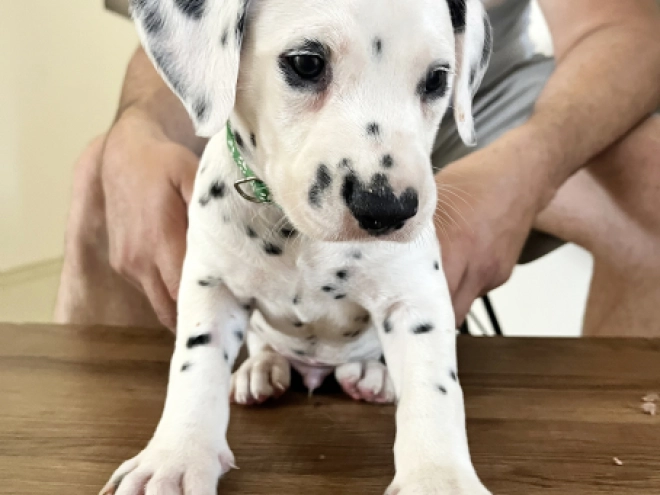 Dalmatian puppy for sale