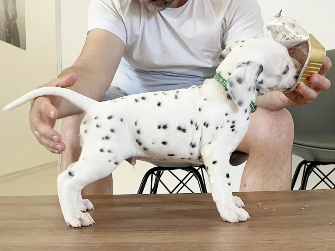 Dalmatian puppy for sale
