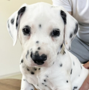 Dalmatian puppy for sale
