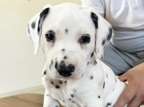 Dalmatian puppy for sale
