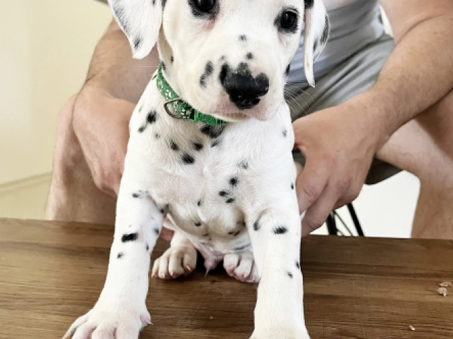 Dalmatian puppy for sale