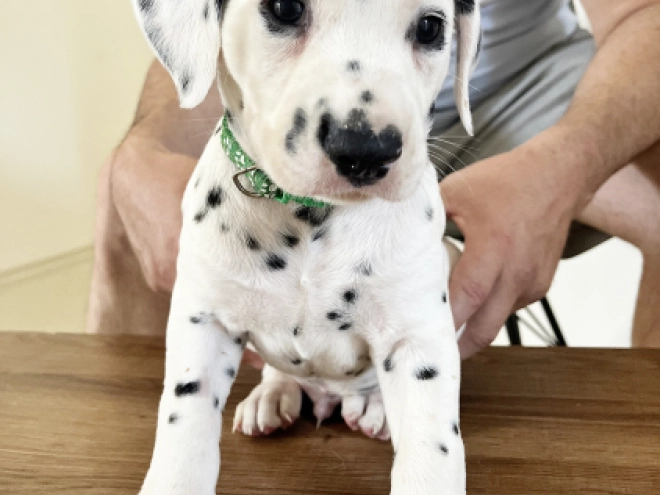 Dalmatian puppy for sale