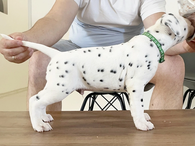 Dalmatian puppy for sale