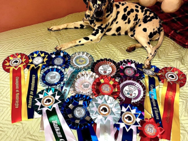 Dalmatian puppy for sale