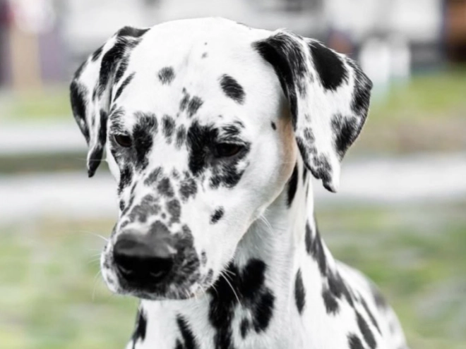 Dalmatian puppy for sale
