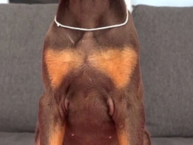 Doberman Pinscher puppy for sale