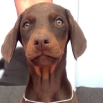 Electra, brown and tan Doberman Pinscher for sale