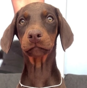 Dobermann Welpe kaufen