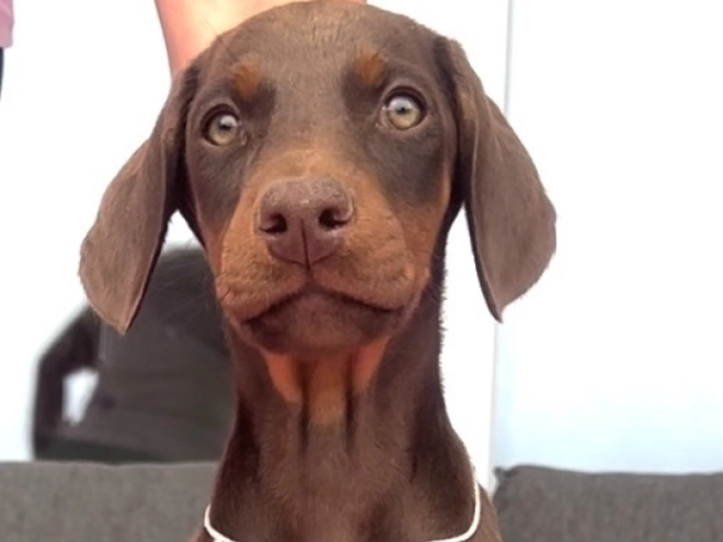 Doberman Pinscher puppy for sale