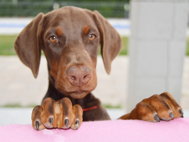 Doberman Pinscher puppy for sale