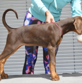 Doberman Pinscher puppy for sale