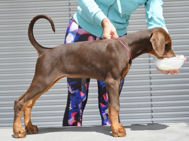 Doberman Pinscher puppy for sale