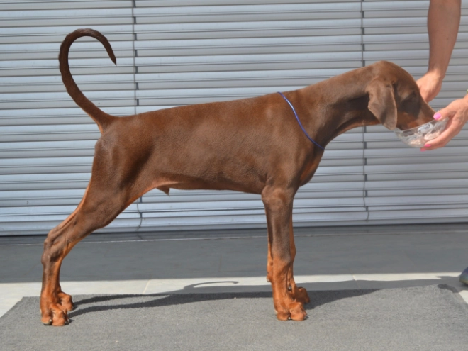 Doberman Pinscher puppy for sale