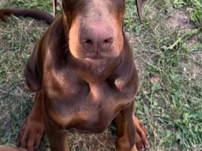 Doberman Pinscher puppy for sale