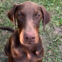 Cristiano Ronaldo, brown Doberman Pinscher for sale
