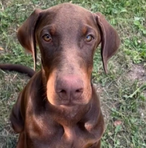 Doberman Pinscher puppy for sale