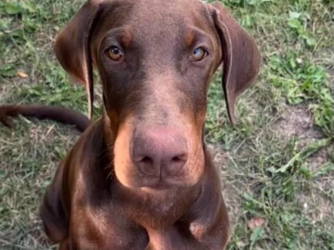 Doberman Pinscher puppy for sale