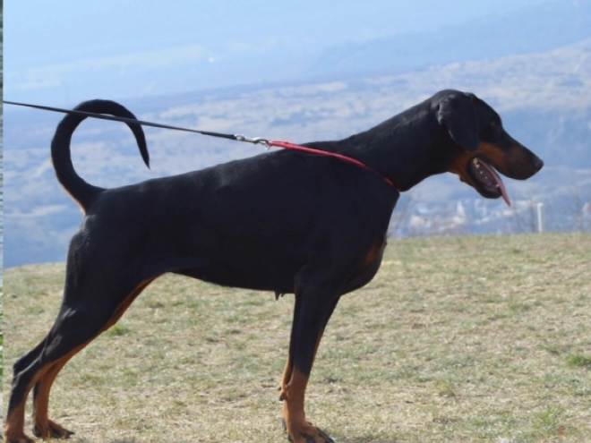 Doberman Pinscher puppy for sale