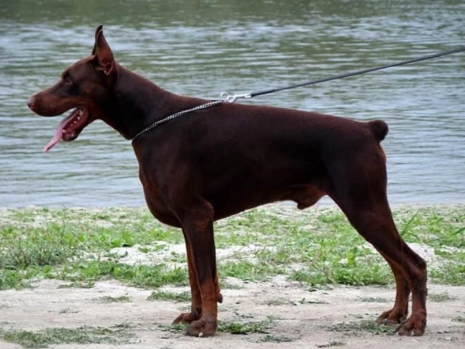Doberman Pinscher puppy for sale