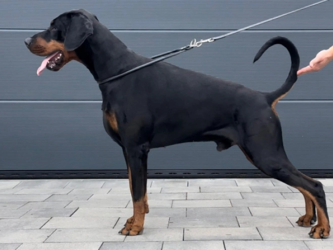Dobermann Welpe kaufen