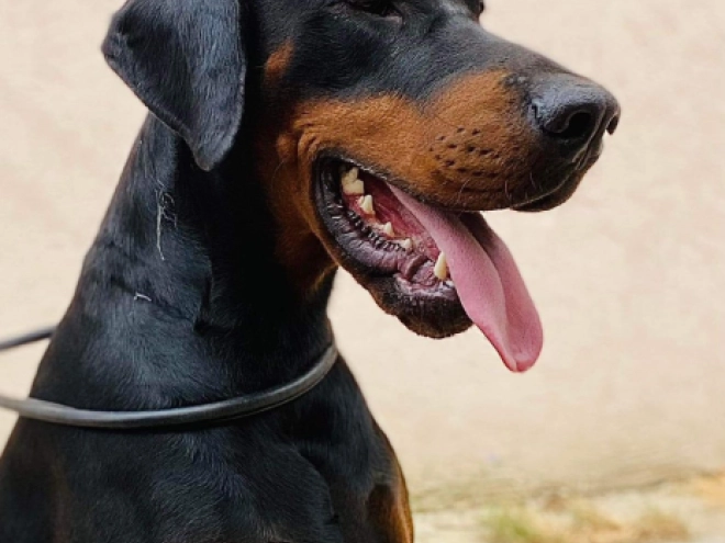 Dobermann Welpe kaufen