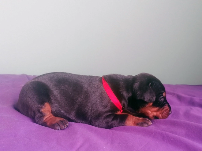 Dobermann Welpe kaufen