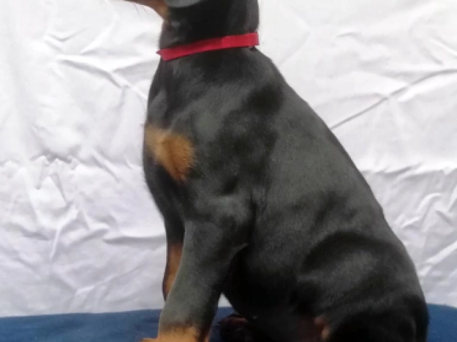Dobermann Welpe kaufen