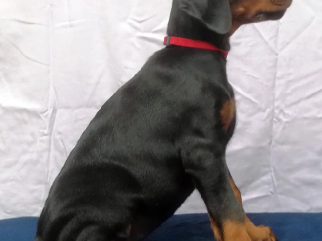 Dobermann Welpe kaufen